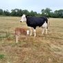 Sucklers First Calvers Image 2