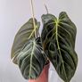 Philodendron Melano Plant Image 3