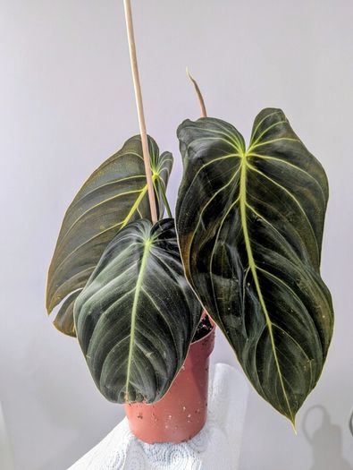 Philodendron Melano Plant