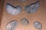 Fossil Collection : Clam fossils &amp; Devils Toenail lot