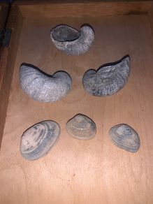 Fossil Collection : Clam fossils & Devils Toenail lot