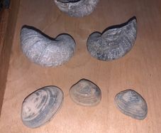 Fossil Collection : Clam fossils & Devils Toenail lot