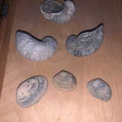 Fossil Collection : Clam fossils & Devils Toenail lot
