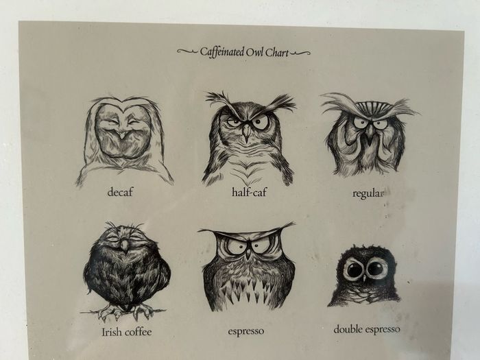 owl print