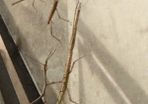 Stick insects for adoption