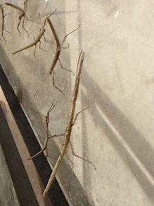 Stick insects for adoption