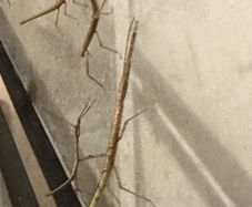 Stick insects for adoption