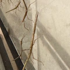 Stick insects for adoption