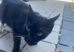 Female Cat for Adoption