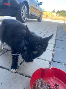 Female Cat for Adoption