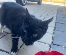 Female Cat for Adoption