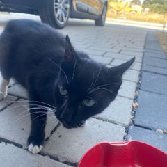 Female Cat for Adoption