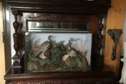 Large cased taxidermy