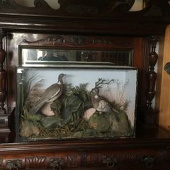 Large cased taxidermy