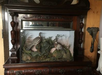 Large cased taxidermy