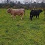9 Aberdeen angus weanling bulls Image 6