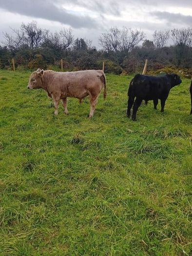 9 Aberdeen angus weanling bulls