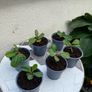 plant of happiness Image 3