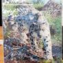 3D Animal Prints Assortment Image 4