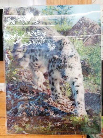 3D Animal Prints Assortment