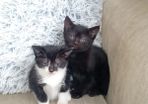 kittens