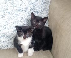 kittens