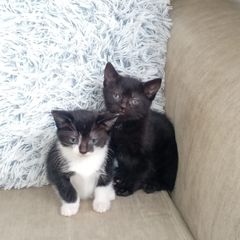kittens