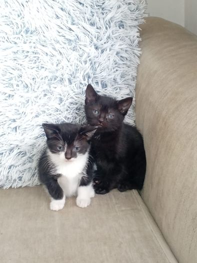 kittens
