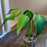 No.4 Monstera Burle Marx Flame Image 4