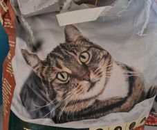 cat litter