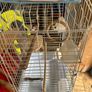 bird cage Image 3