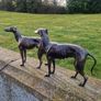 Pair of greyhounds Image 8