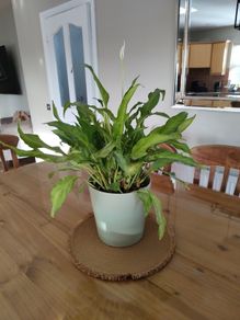 Peace lily plant