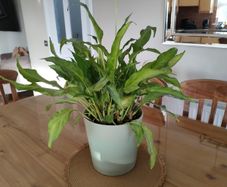 Peace lily plant