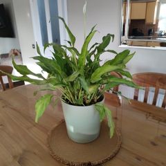 Peace lily plant