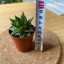 Succulent Echeveria Lipstick indoor and outdoor plant Image 3