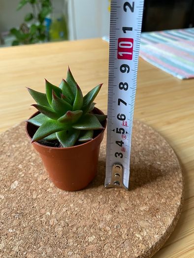 Succulent Echeveria Lipstick indoor and outdoor plant