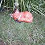 Fox Family Image 4