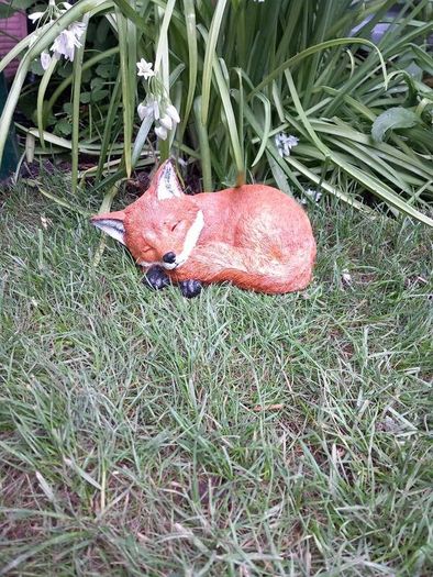 Fox Family