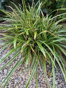 Ornamental grass - Japanese sedge