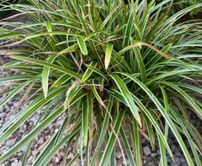 Ornamental grass - Japanese sedge