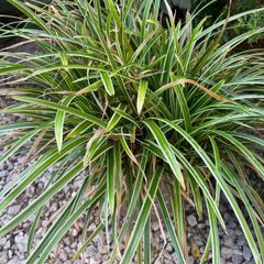 Ornamental grass - Japanese sedge