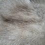 2 X Mid Century Mink Hats(Barnardos) Image 3