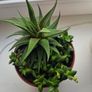 Succulent Plant Image 2