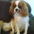 Cavalierlover