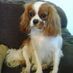 Cavalierlover