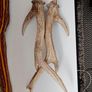 deer antlers Image 3