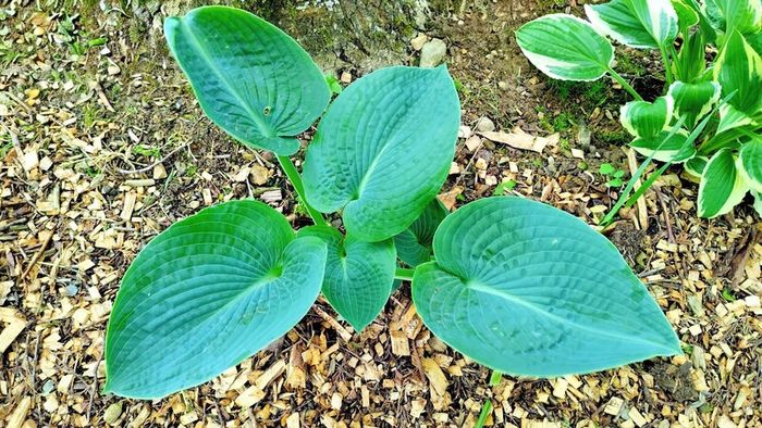 Green Giant Hosta