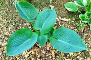 Green Giant Hosta