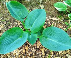Green Giant Hosta